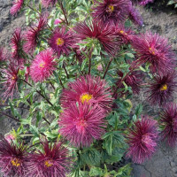 Aster seeds «Chocolate candy»
