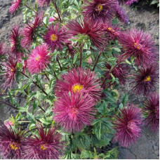 Aster seeds «Chocolate candy»