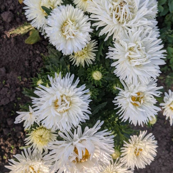 Aster seeds «Bride»