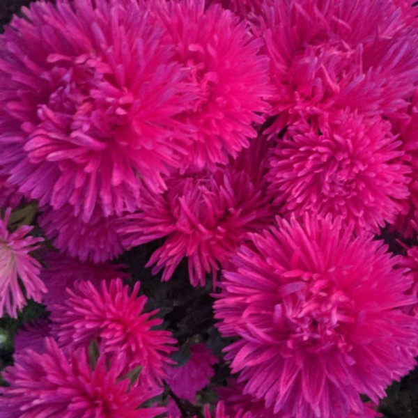 Aster seeds «Natalka-Poltavka»