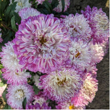 Aster seeds «Gray-haired lady pink»