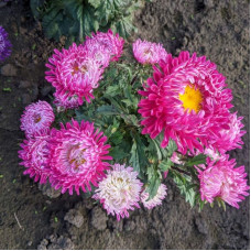 Aster seeds «Gray-haired lady crimson»