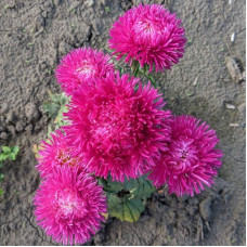 Aster seeds «Hedgehog crimson»