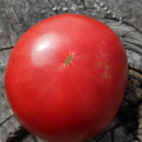 Tomato seeds «Brandywine red»
