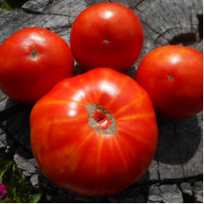 Tomato seeds «Darina»