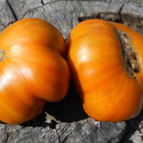 Tomato seeds «Dwarf Uluru Ochre»