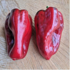 Hot pepper seeds «Ancho San Luis»