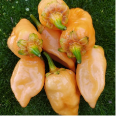 Hot pepper seeds «Wartryx Peach Gum»