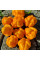 Hot pepper seeds «Yellow Trinidad Moruga Scorpion»