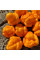 Hot pepper seeds «Yellow Trinidad Moruga Scorpion»