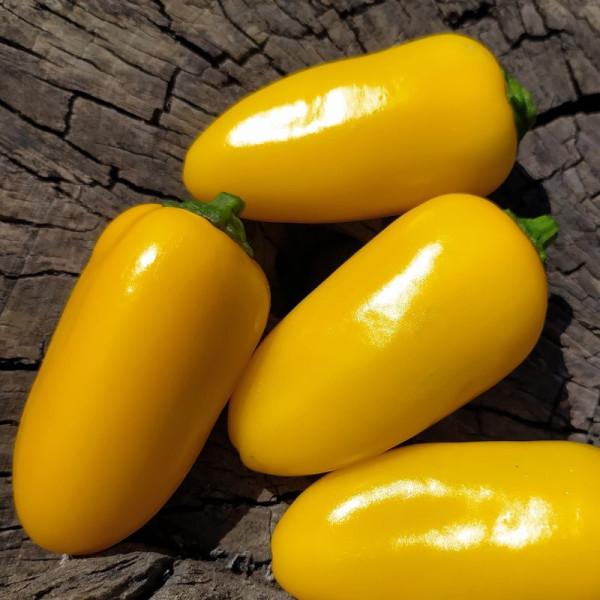 Hot pepper seeds «Jalapeno Lemon Spice Giant №1»