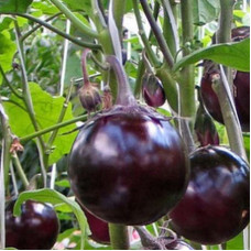 Eggplant seeds «Sancho panza»