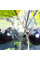 Eggplant seeds «Sancho panza»