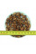 Peanut seeds «Pink Fireworks»