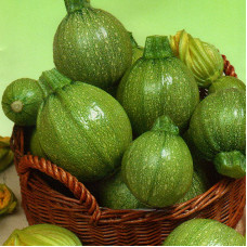 Squash seeds «Tondo Chiaro di Nizza»