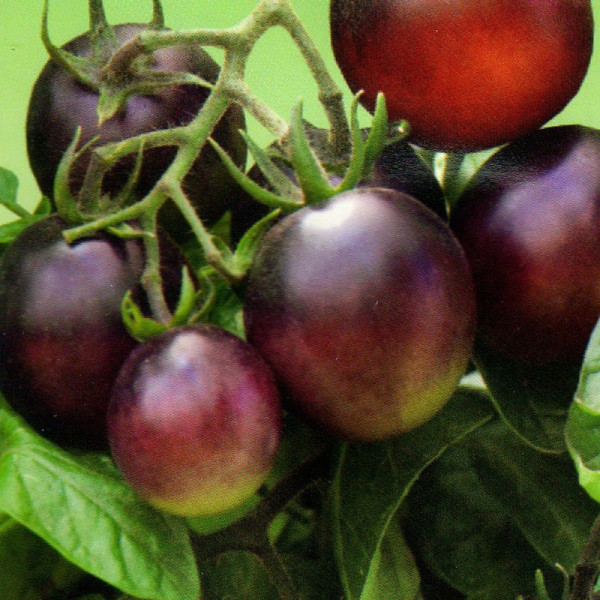 Tomato seeds «Indigo»