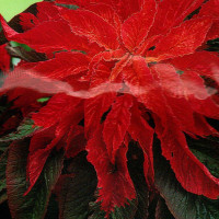 Насіння амаранту «Вогонь»