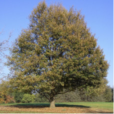 Macedonian oak seeds