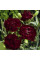 Carnation seeds «Grenadine dark red»