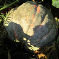 Семена кавбуза «Здоровяга»