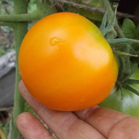 Насіння томату «Хурма»