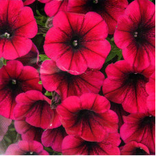 Petunia seeds «Silvier» F1