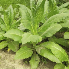 Tobacco seeds «Havana Gold»