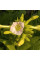 Tobacco seeds «Spectrum»