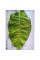 Tobacco seeds «Spectrum»
