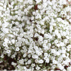 Gypsophila elegans seeds «White»