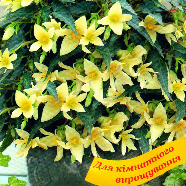 Begonia seeds «Copacabana yellow» F1