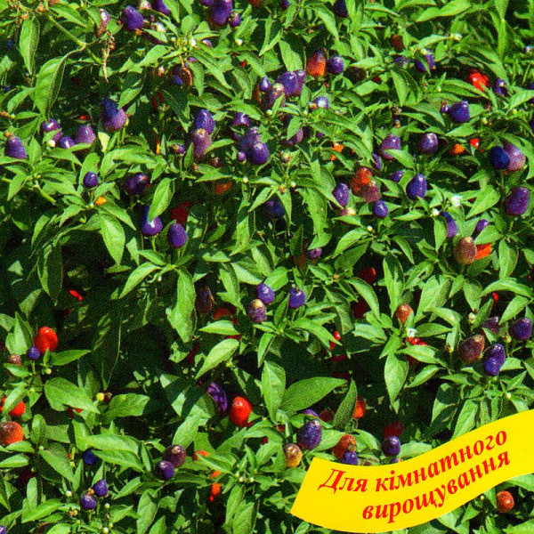 Hot pepper seeds «Purple Pearl»