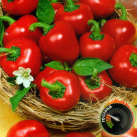 Hot pepper seeds «Caperino chili»