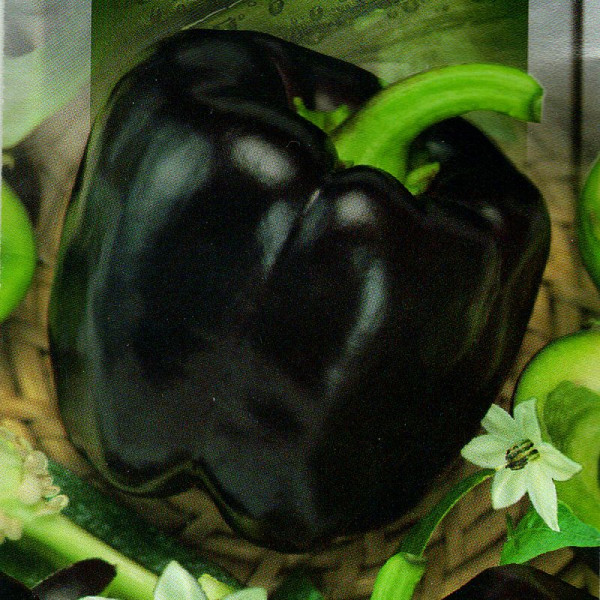 Sweet pepper seeds «Black square»