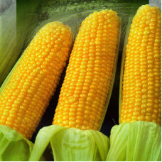 Corn seeds «Golden cob»