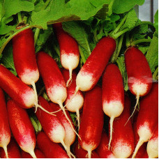 Radishes seeds «Lady fingers»