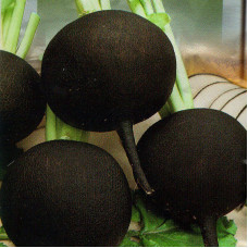 Radish seeds «Black ball»