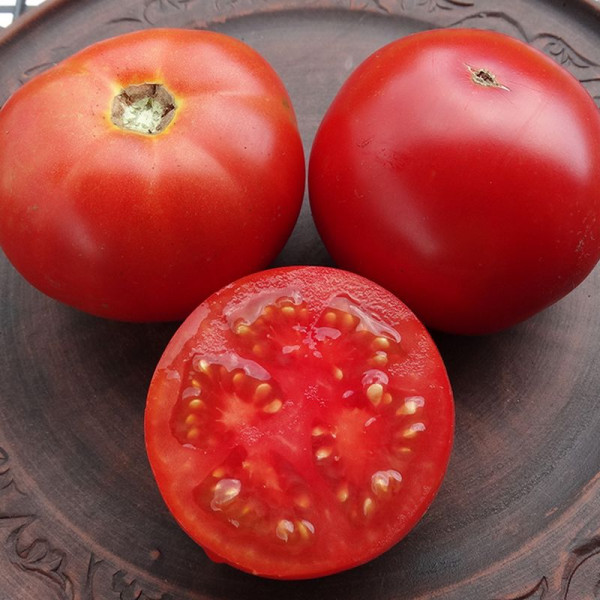 Tomato seeds «Turgay»