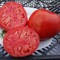 Tomato seeds «Zdravene de Bacan»