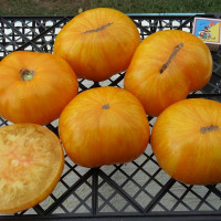 Tomato seeds «Yellow radiance»