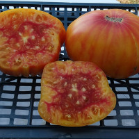 Tomato seeds «Peppermint»