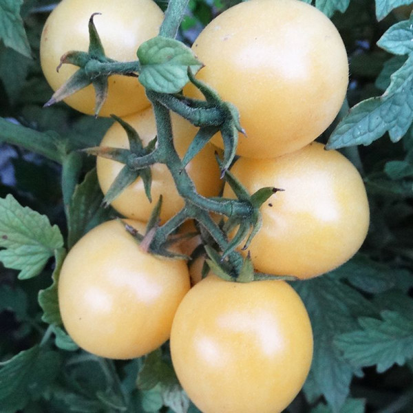 Tomato seeds «Dr. Carolyn»