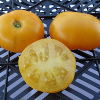 Tomato seeds «Couilles de Taureau Jaune»