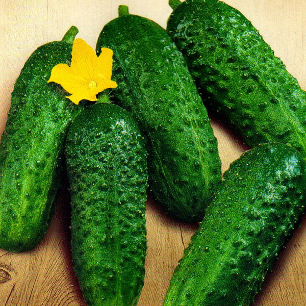 Cucumber seeds «Teshcha» F1