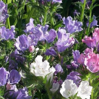 Echium dwarfis seeds «Blue Maya»