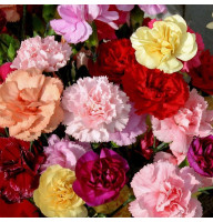 Семена гвоздики «Шабо» (смесь)