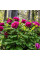 Tree peony (Paeonia suffruticosa) crimson