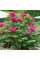 Tree peony (Paeonia suffruticosa) crimson