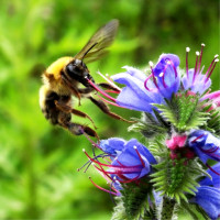 Насіння синяка звичайного