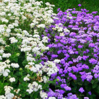 Ageratum houstonianum seeds «Mix»